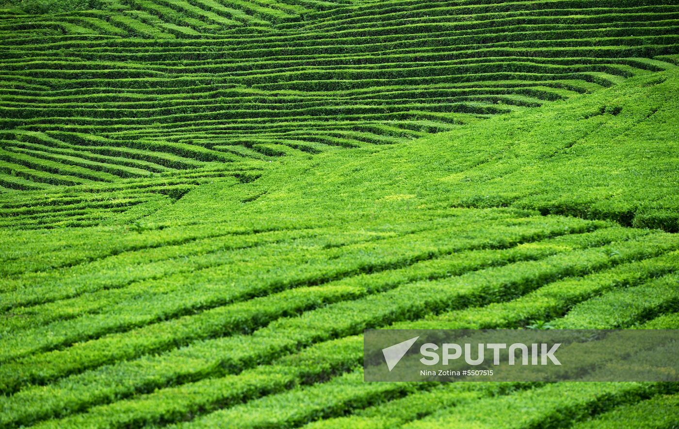 Matsesta tea plantation