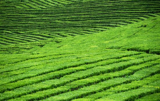 Matsesta tea plantation