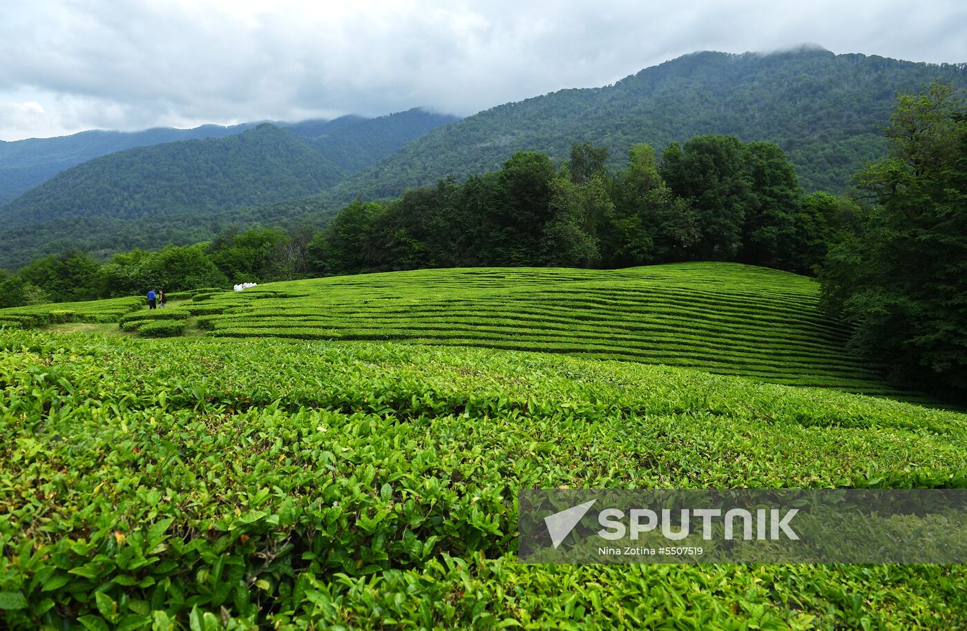 Matsesta tea plantation