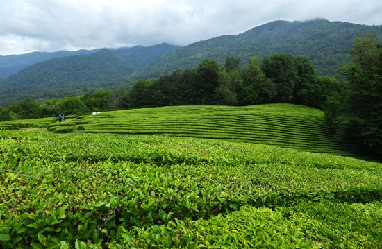 Matsesta tea plantation