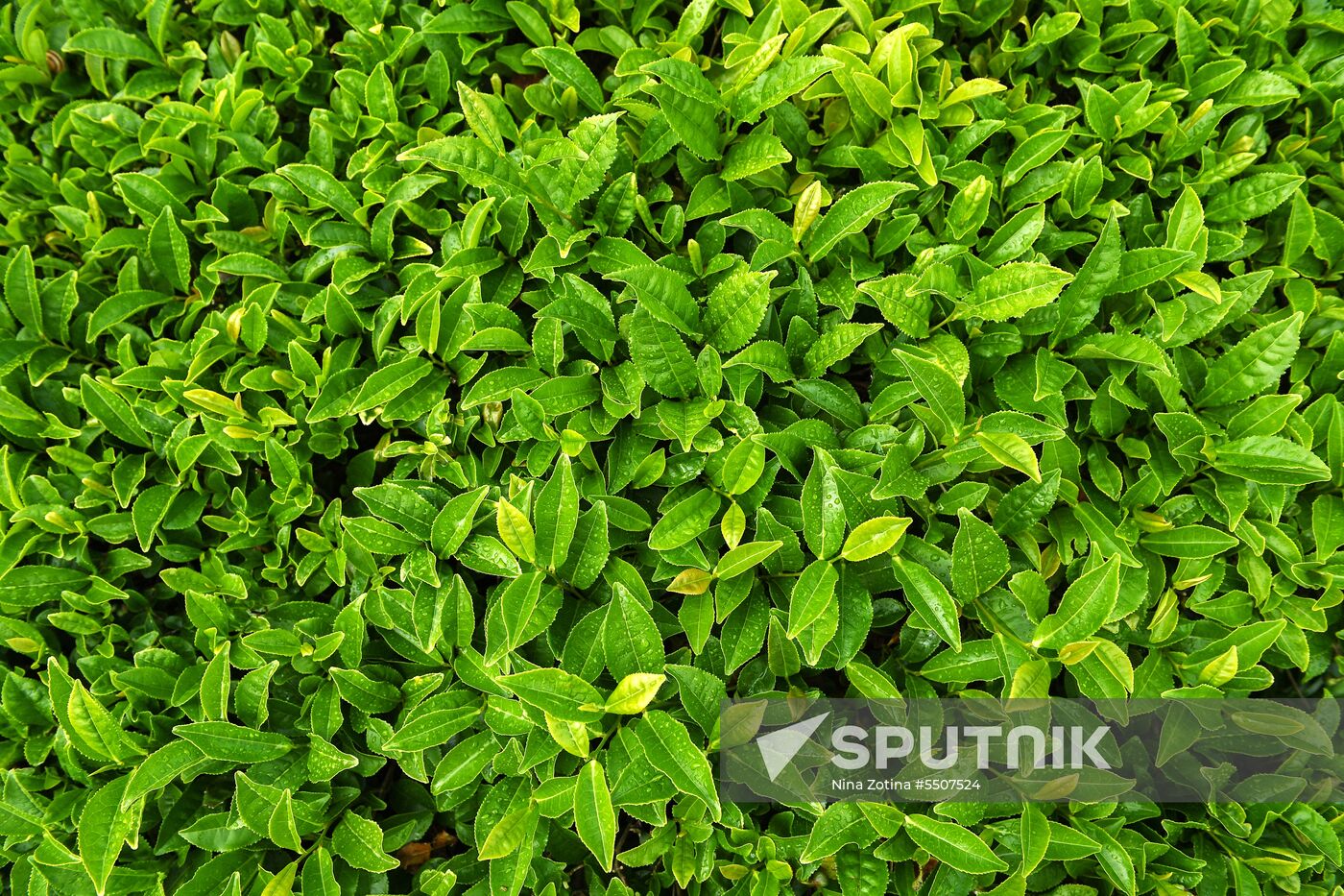 Matsesta tea plantation