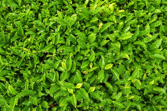 Matsesta tea plantation