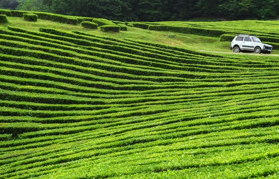 Matsesta tea plantation
