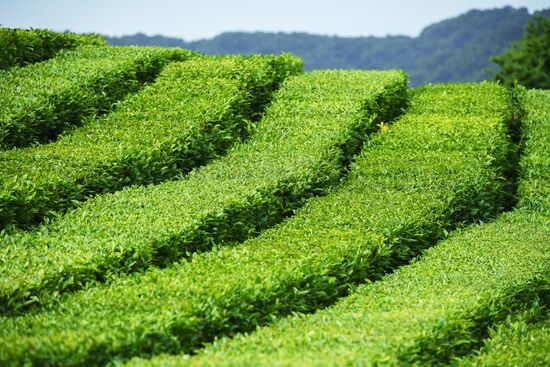 Matsesta tea plantation