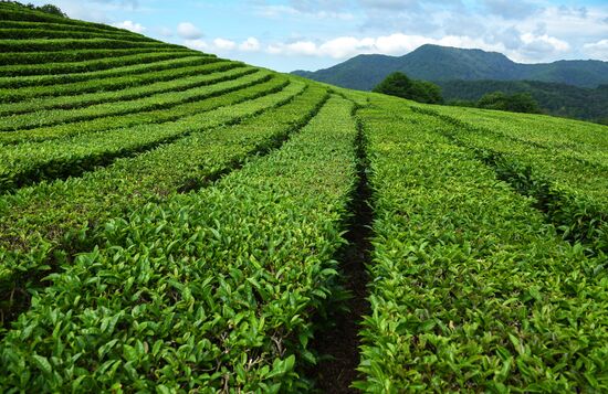 Matsesta tea plantation