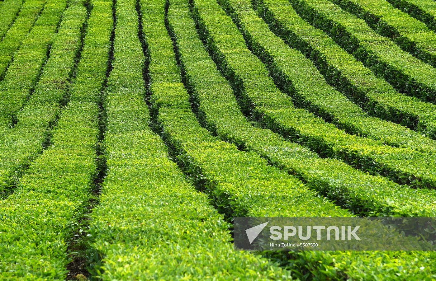 Matsesta tea plantation
