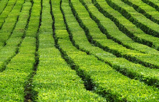 Matsesta tea plantation