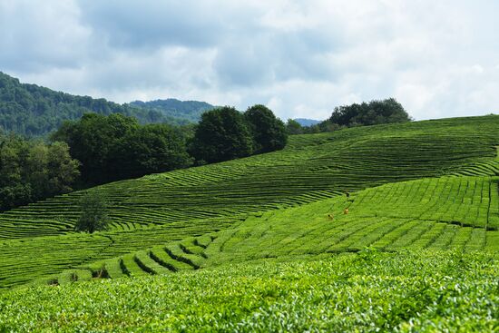 Matsesta tea plantation