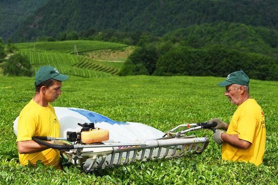Matsesta tea plantation