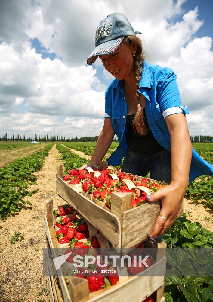 Strawberries harvested in Krasnodar Territory
