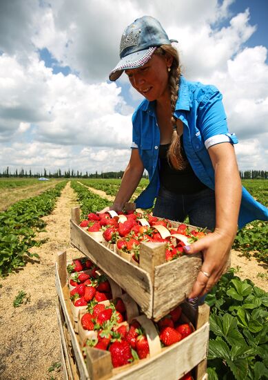 Strawberries harvested in Krasnodar Territory