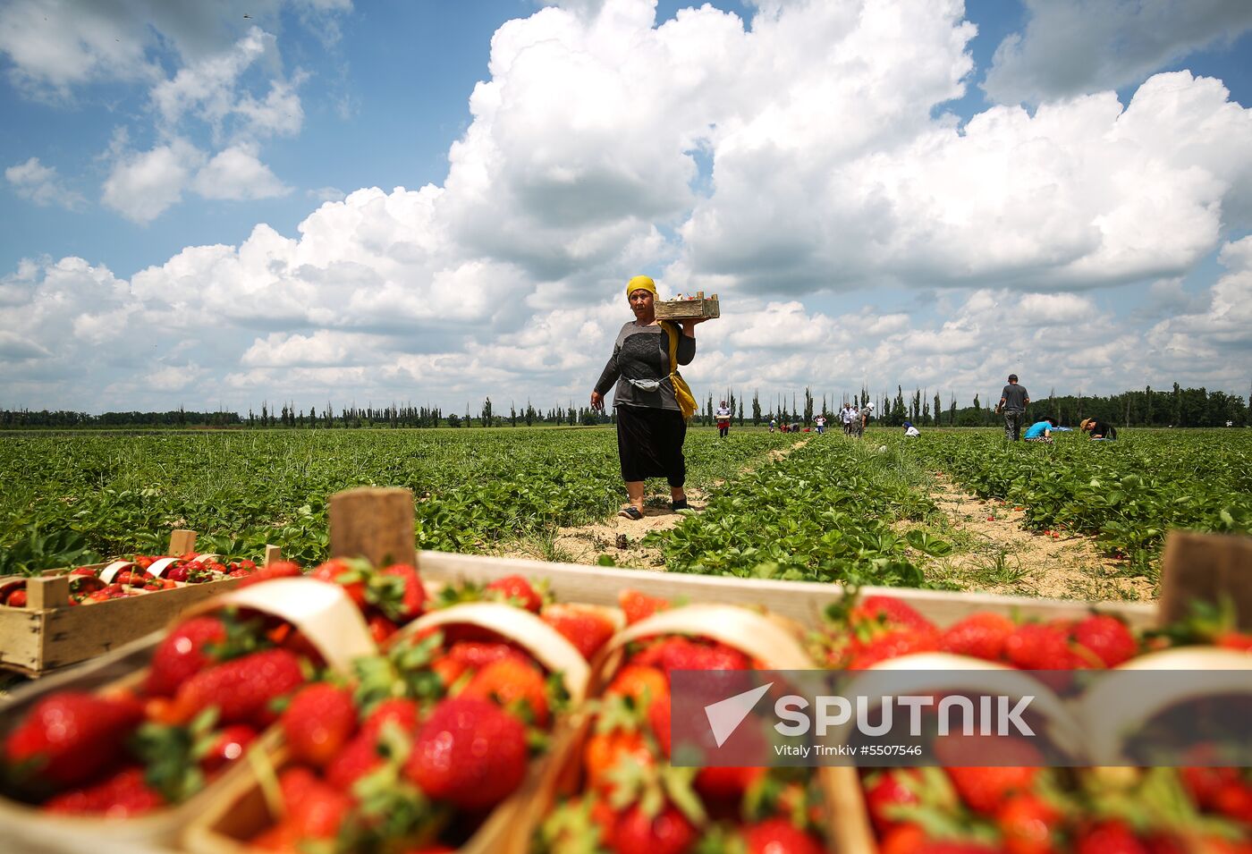 Strawberries harvested in Krasnodar Territory