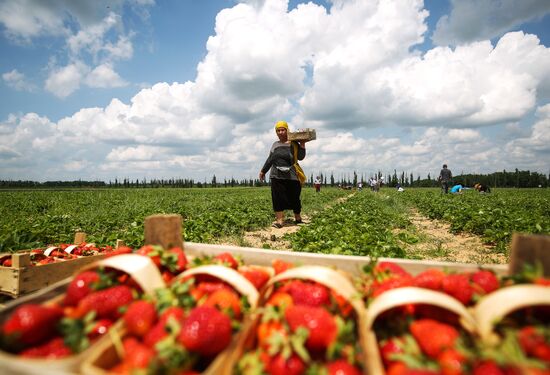 Strawberries harvested in Krasnodar Territory
