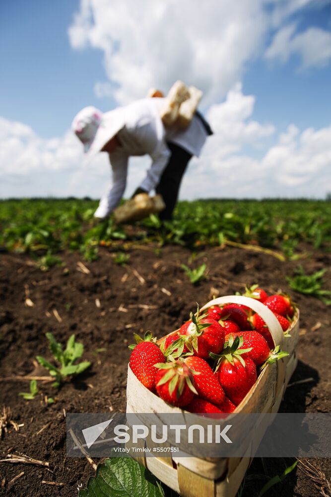 Strawberries harvested in Krasnodar Territory
