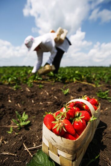 Strawberries harvested in Krasnodar Territory