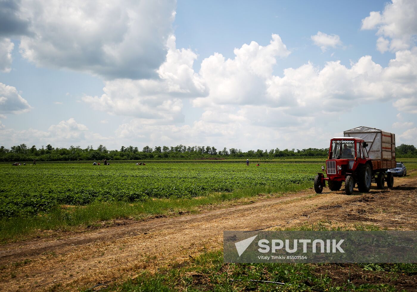 Strawberries harvested in Krasnodar Territory