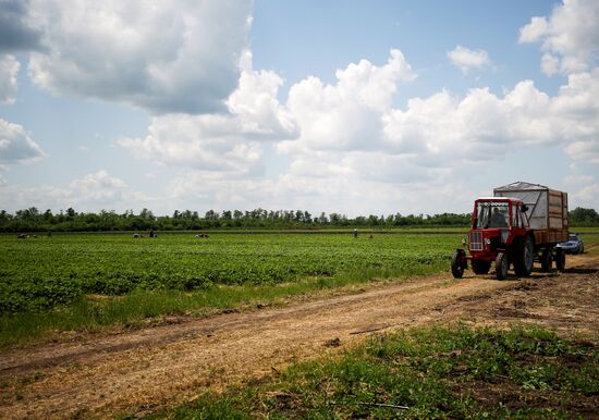 Strawberries harvested in Krasnodar Territory
