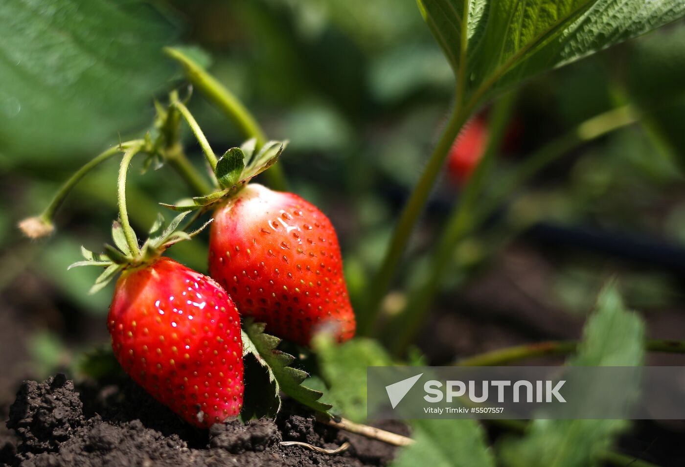 Strawberries harvested in Krasnodar Territory