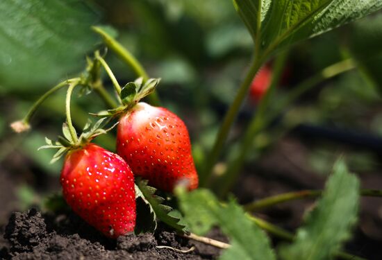 Strawberries harvested in Krasnodar Territory