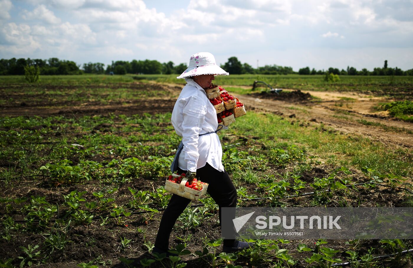 Strawberries harvested in Krasnodar Territory