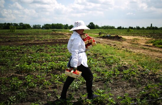 Strawberries harvested in Krasnodar Territory
