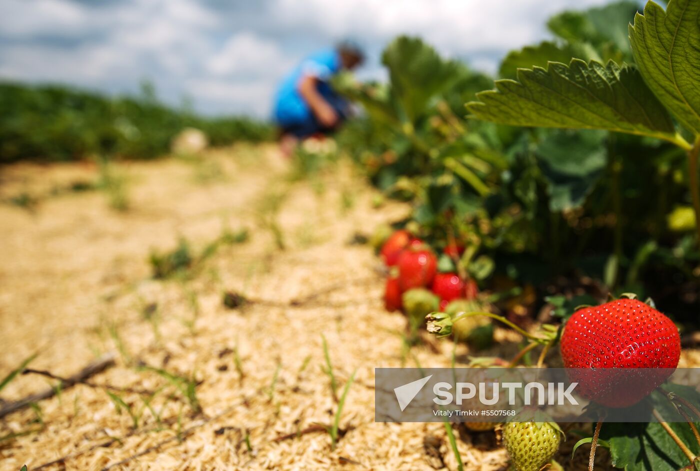 Strawberries harvested in Krasnodar Territory