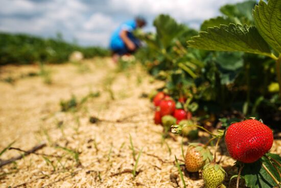Strawberries harvested in Krasnodar Territory
