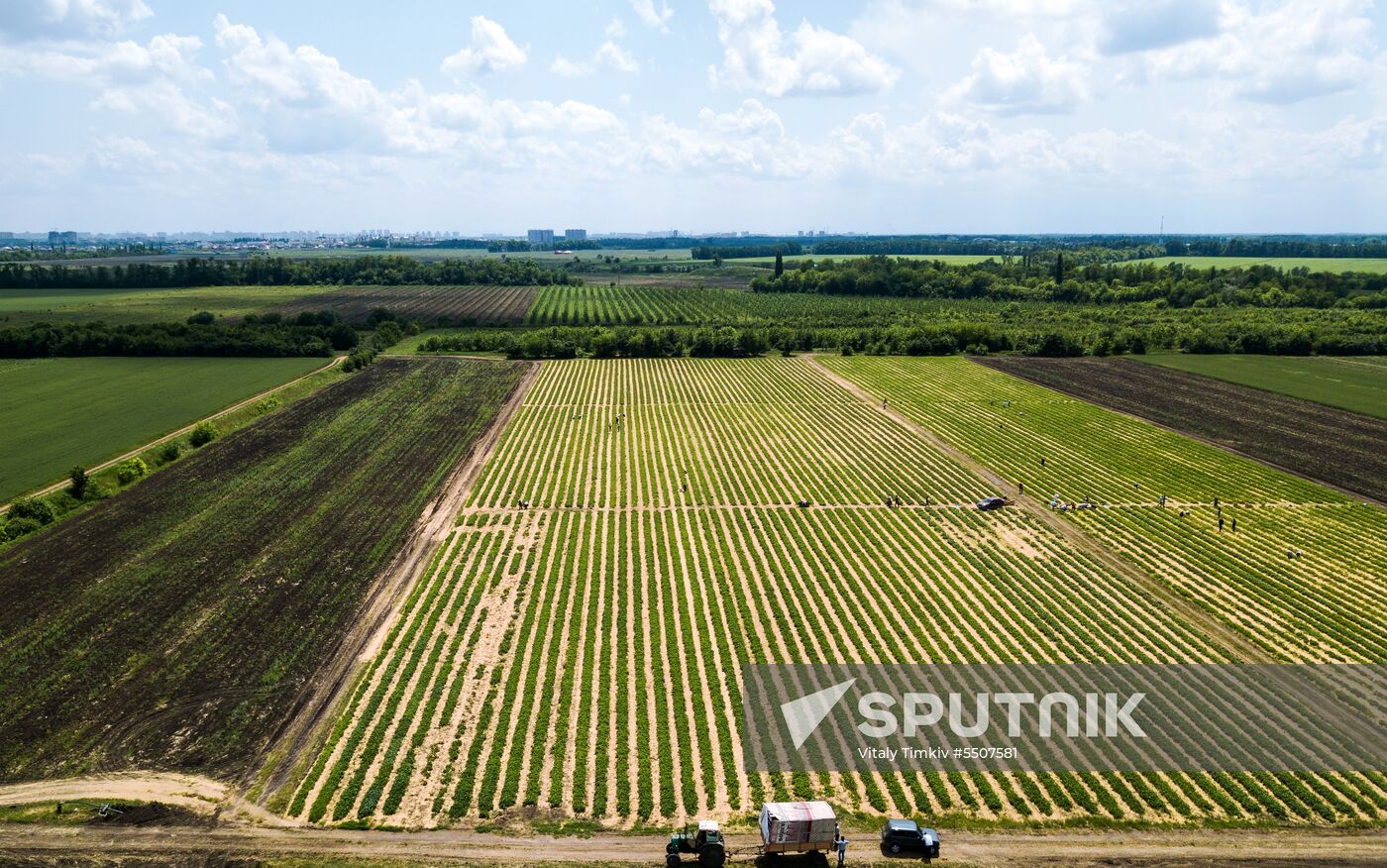 Strawberries harvested in Krasnodar Territory