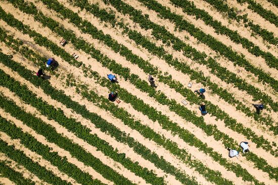 Strawberries harvested in Krasnodar Territory