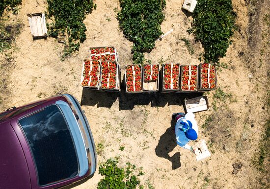 Strawberries harvested in Krasnodar Territory