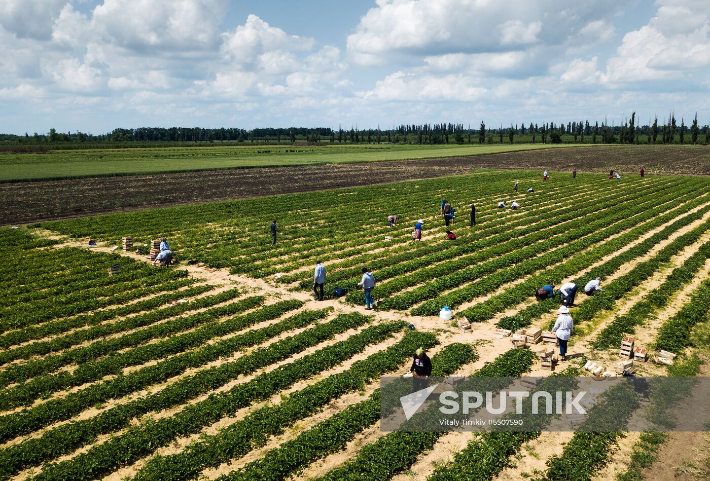 Strawberries harvested in Krasnodar Territory
