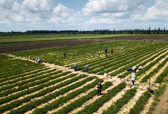 Strawberries harvested in Krasnodar Territory