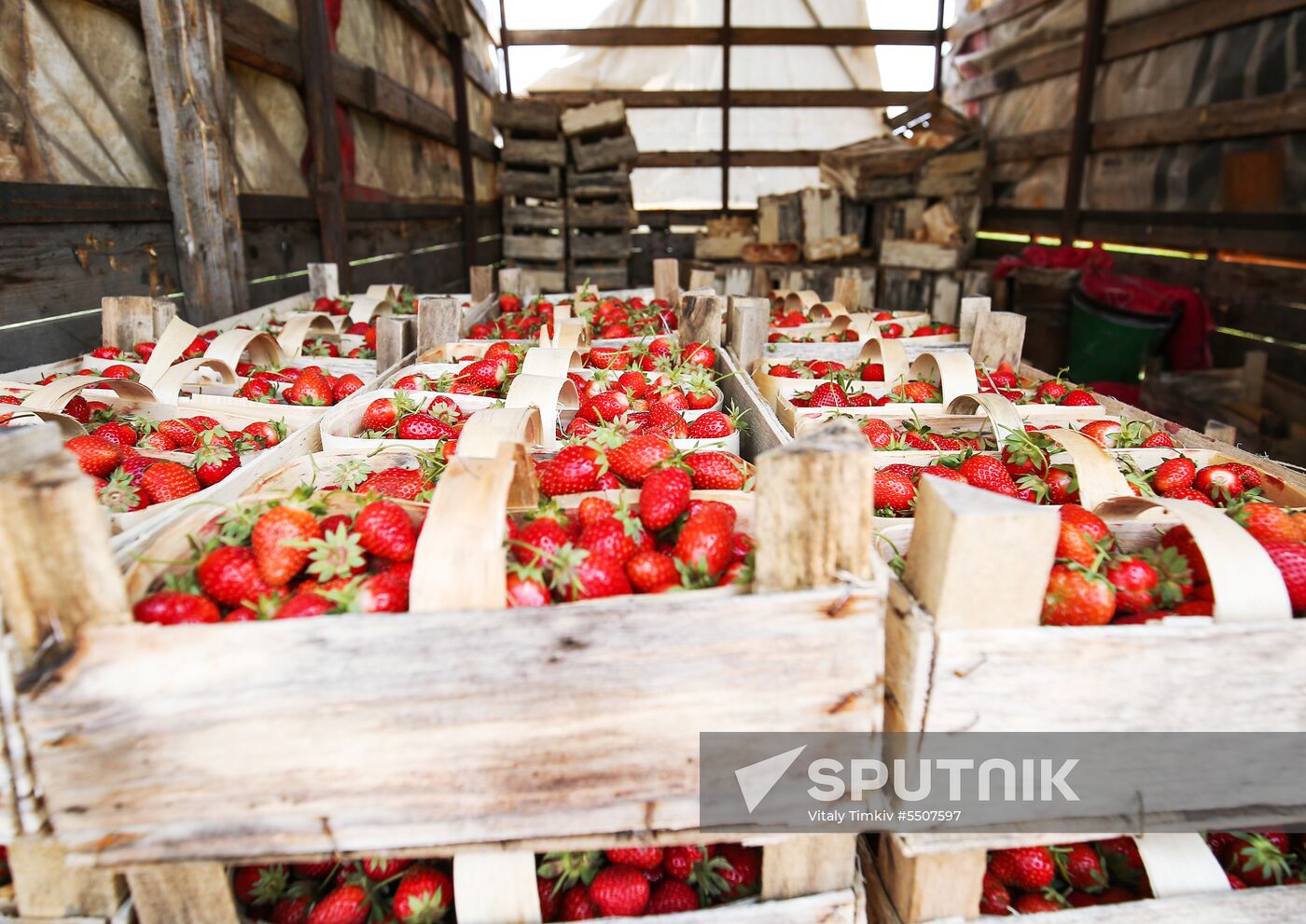 Strawberries harvested in Krasnodar Territory