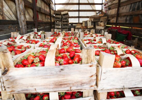 Strawberries harvested in Krasnodar Territory