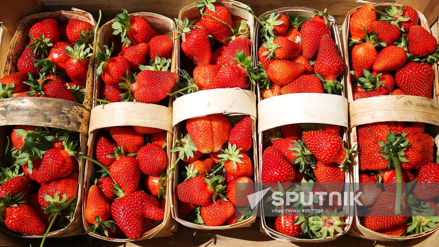 Strawberries harvested in Krasnodar Territory