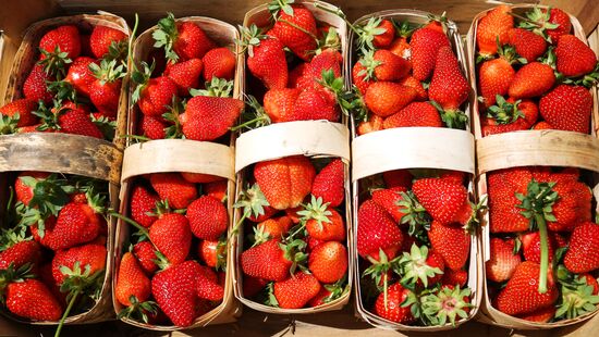 Strawberries harvested in Krasnodar Territory