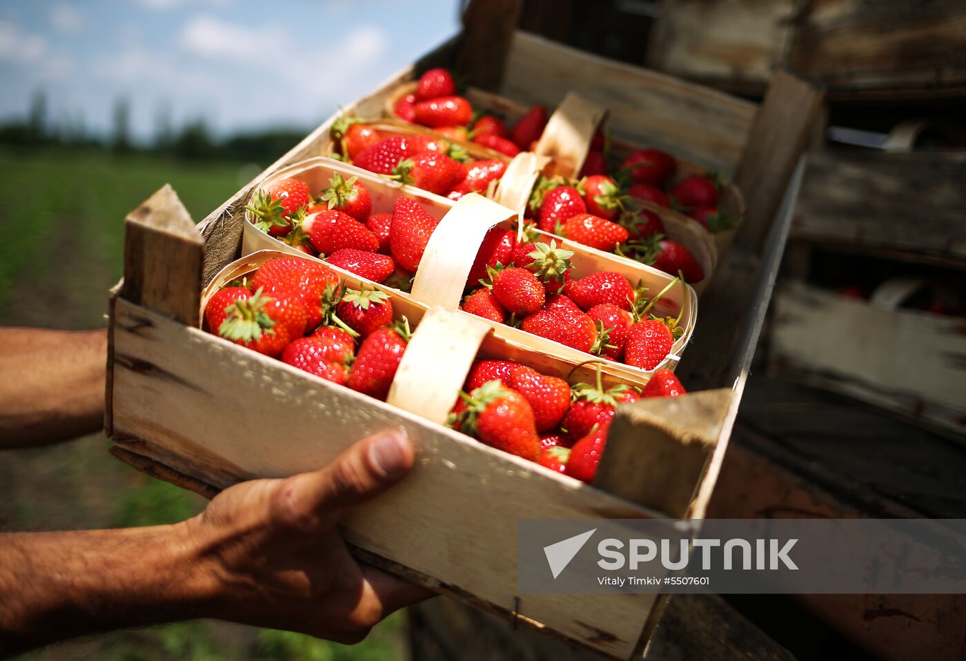 Strawberries harvested in Krasnodar Territory
