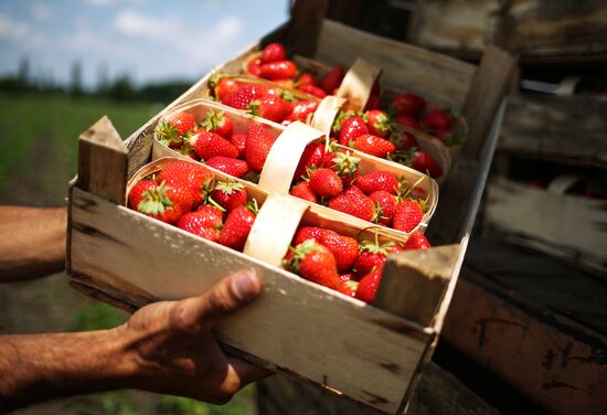 Strawberries harvested in Krasnodar Territory