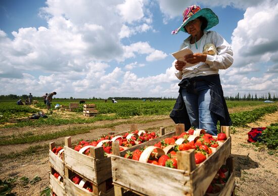 Strawberries harvested in Krasnodar Territory