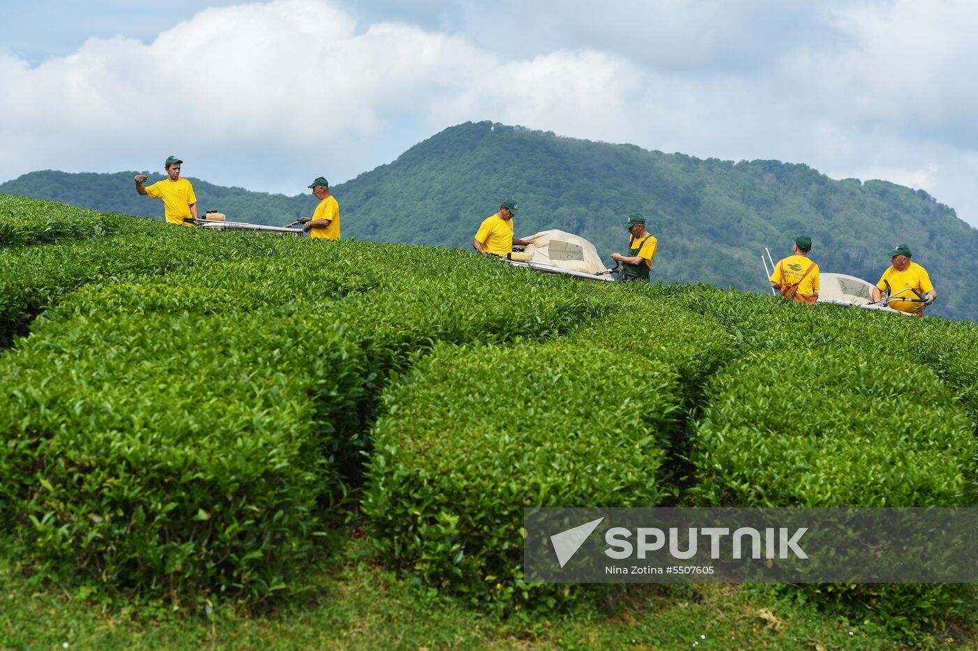 Matsesta tea plantation