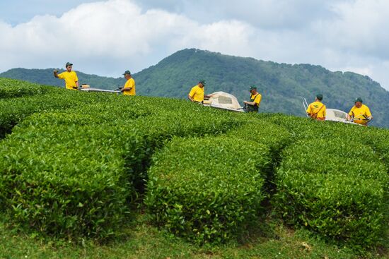 Matsesta tea plantation