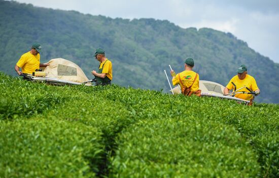 Matsesta tea plantation