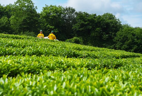 Matsesta tea plantation
