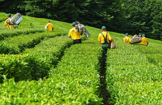 Matsesta tea plantation