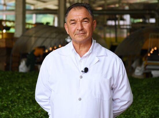 Matsesta tea plantation
