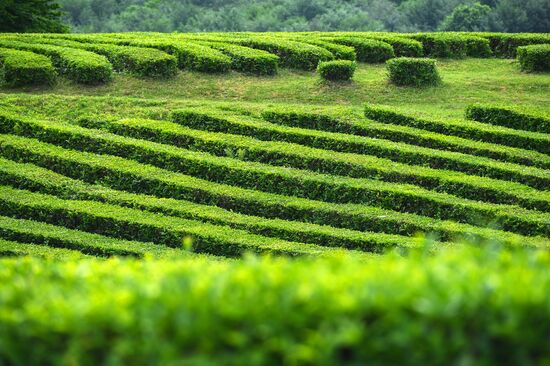 Matsesta tea plantation