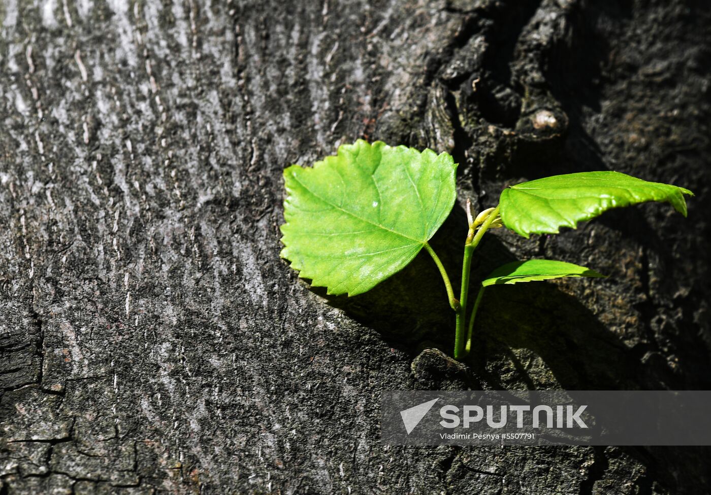 Linden trees on Tverskaya Street