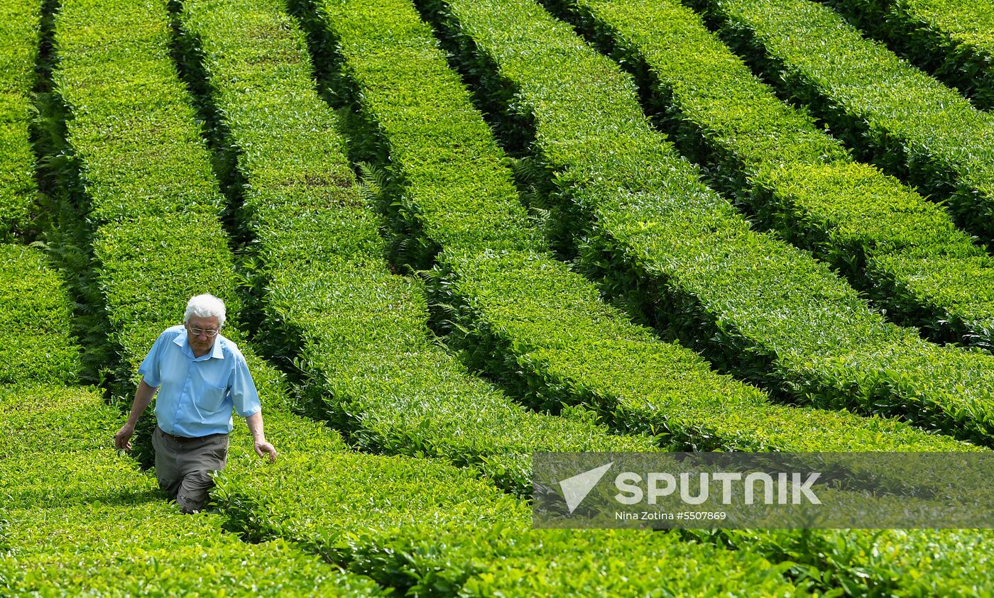 Matsesta tea plantation