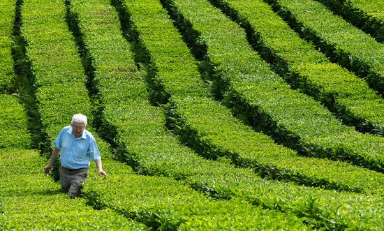 Matsesta tea plantation