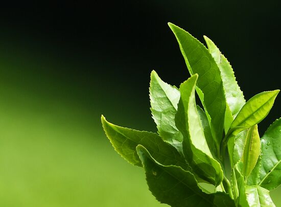 Matsesta tea plantation
